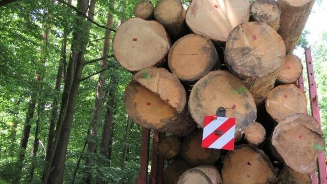 Polen krijgt boete als ze het oerbos kappen