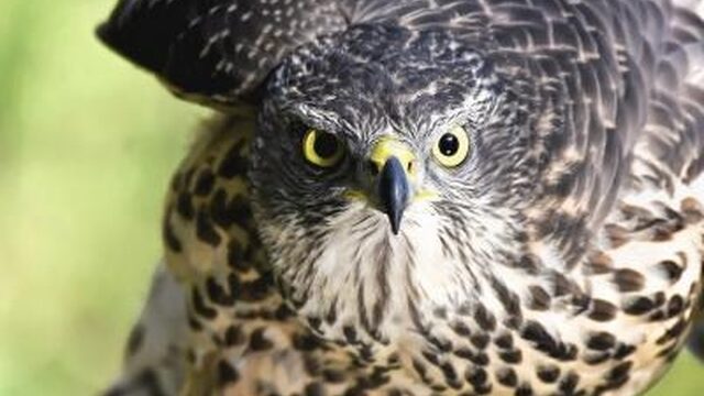 Hoe ontkom je aan 'terrorvogels'?