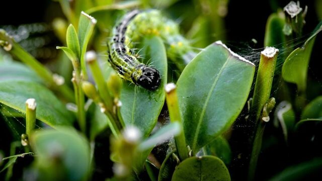 Insectenpopulatie afgelopen 30 jaar een kwart kleiner geworden