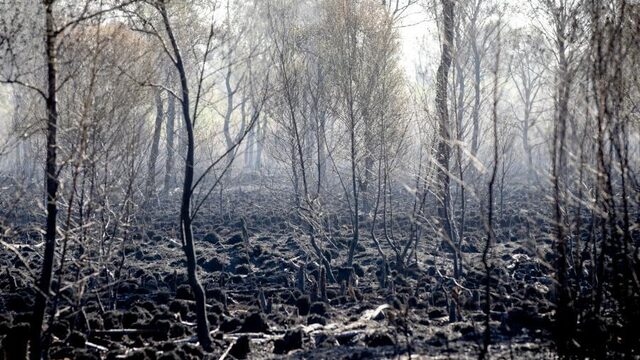 Brand Deurnese Peel laat zien dat extreme droogte ook in Nederland leidt tot extreme bosbranden