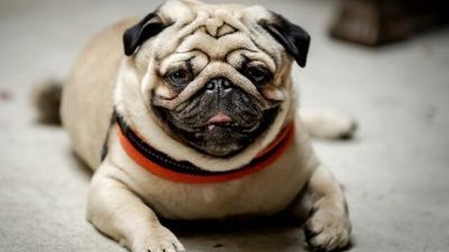 Honden en katten in huis: hoe hou je ze in toom?
