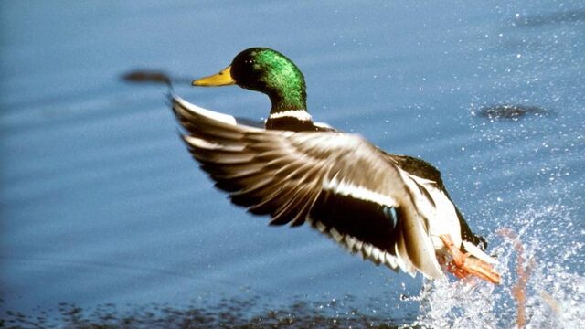 Vissen kunnen migreren via vogels