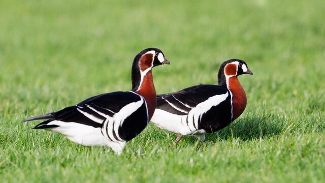 Vogelspot geluk door een zeldzame roodhalsgans