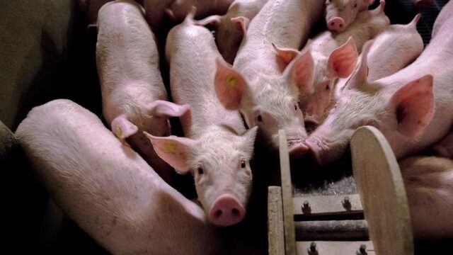 'Zwarte varkens' zijn een teken dat het systeem niet deugt