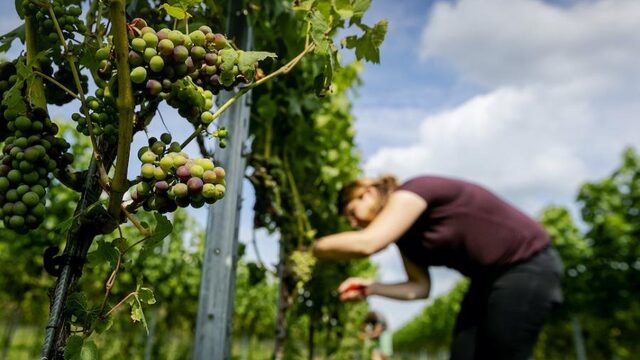 'Nederlandse wijnen kunnen tippen aan de bekende Franse wijnen'