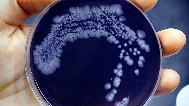Gaan er straks meer mensen dood aan bacteriën dan aan kanker?