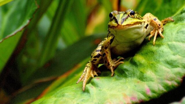 Zezels, lijgers en bastaardkikkers: bijzondere hybride soorten