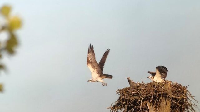 Visarenden in Biesbosch gevoelig voor verstoring