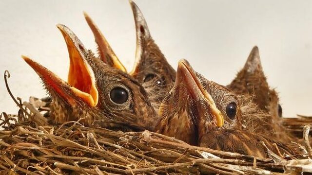 Deze vogel is au pair - op jacht naar de erfenis