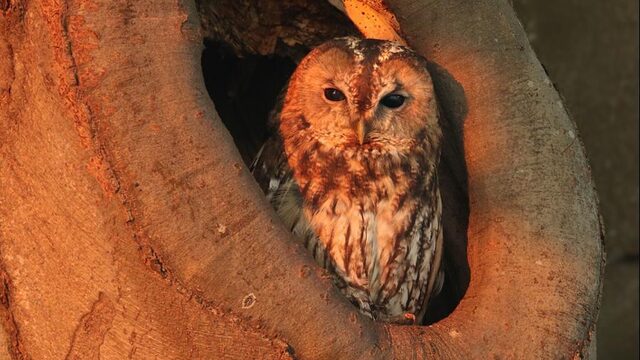'Kijk uit voor teken in je bilnaad, mep steekmuggen dood, maar zoek vooral de natuur op'