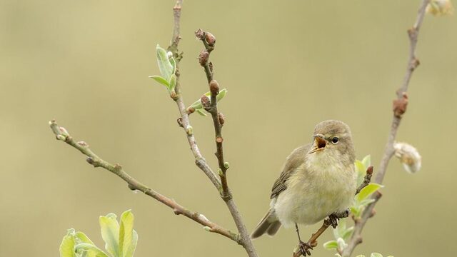 Geluid van vliegtuigen maakt vogels agressief