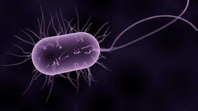 Veelbelovende samenwerking antibiotica en immuunsysteem