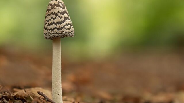 Paddenstoelen zoeken? Hier kun je ze vinden!