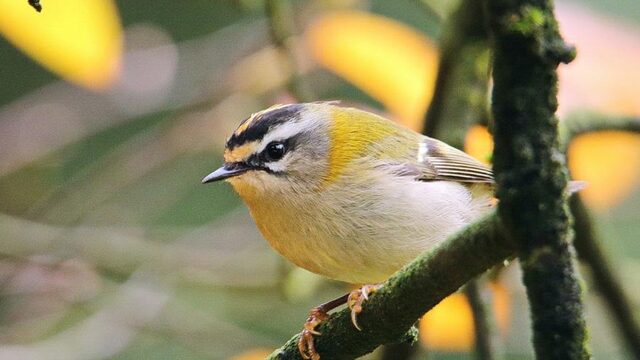 Waarom literatuur en natuur onlosmakelijk verbonden met elkaar zijn