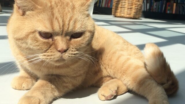 Geef dieren een plek in de Grondwet