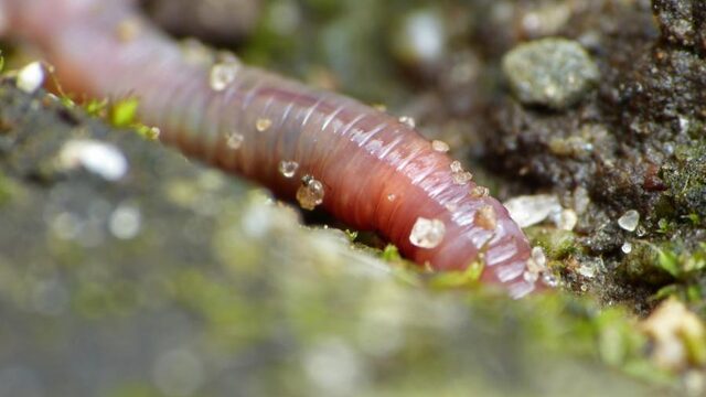 Giftige bodem desastreus voor regenwormen