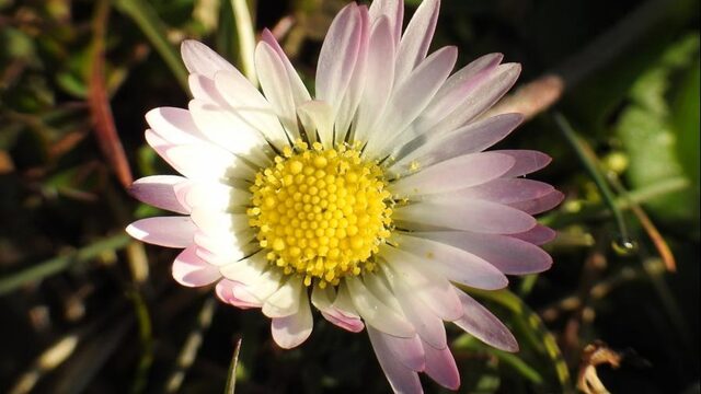 Planten overwinteren: dit is hoe ze dat doen