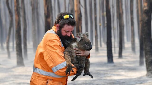 Bosbranden Australië: 'Dit gaat vaker voorkomen'