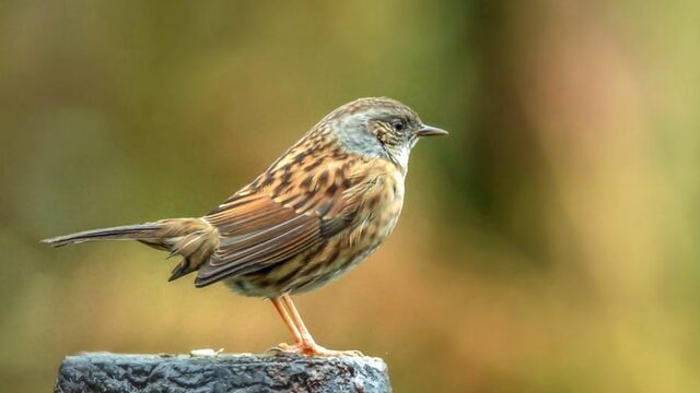 Zangvogel en roofvogel: een moreel dilemma