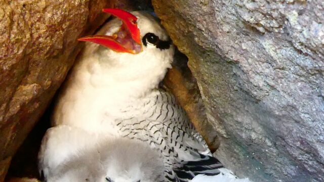 Roodsnavelkeerkringvogel flink onder druk door katten en ratten