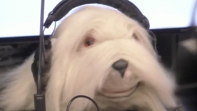 Het is gebeurd: er is een hond geïnterviewd op NPO Radio 1
