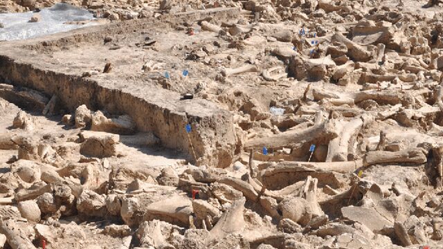 Wetenschappers ontdekken 20.000 jaar oude structuur van mammoetbotten