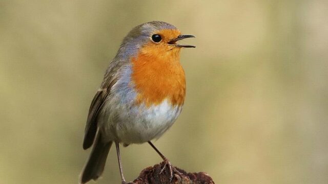 #Natuurmonologen brengt een stukje natuur naar mensen in quarantaine
