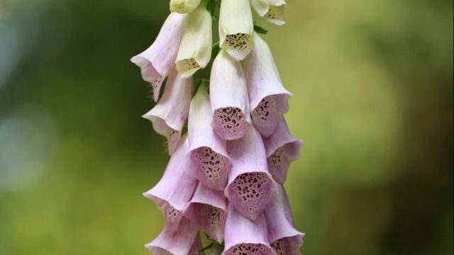 Plant geen invasieve exoten in de tuin: deze planten zijn goede alternatieven