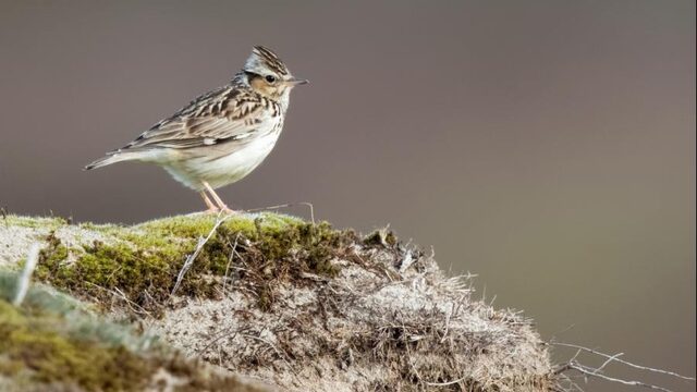 Natuur in tijden van corona: dit is het geluid van het voorjaar