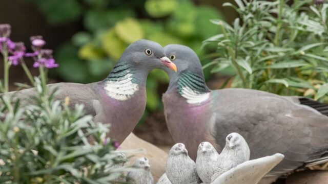 Liefde en overspel in de achtertuin