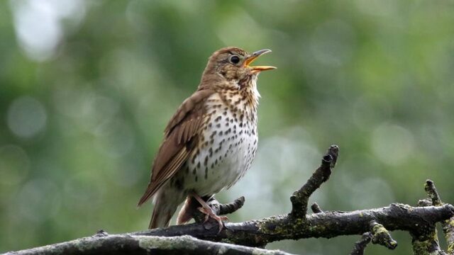 Welke Nederlandse zangvogel zingt het hardst?