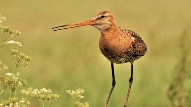 Elke streek in Nederland heeft zijn eigen namen voor vogels