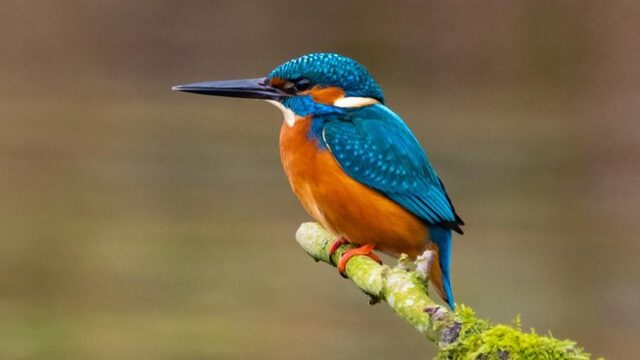 Roofvogels hebben zeer goede ogen: geldt dat ook voor de ijsvogel?