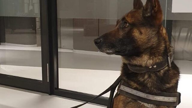 De populaire politiehond Bumper blijft actief op sociale media