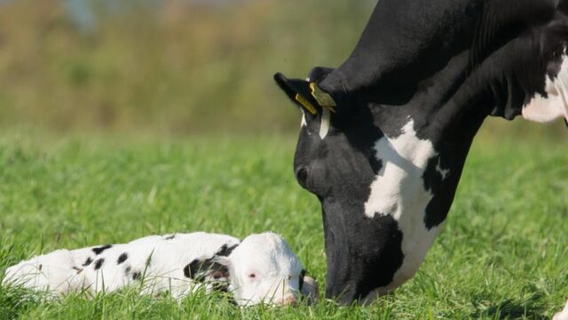 Kletsende koeien: is het terecht om mensentaal boven dierentaal te plaatsen?