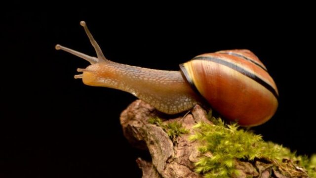 Slakken in de tuin? Geef ze de ruimte