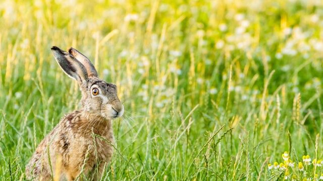 Opvangcentra worden overspoeld met zielige dieren