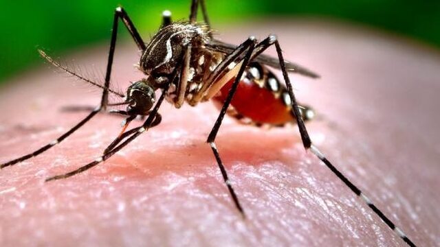 2016, het jaar van Zika