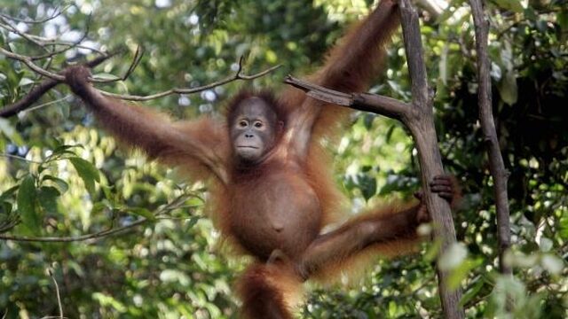 Voor Indonesië is het nu menens: ontbossing moet stoppen
