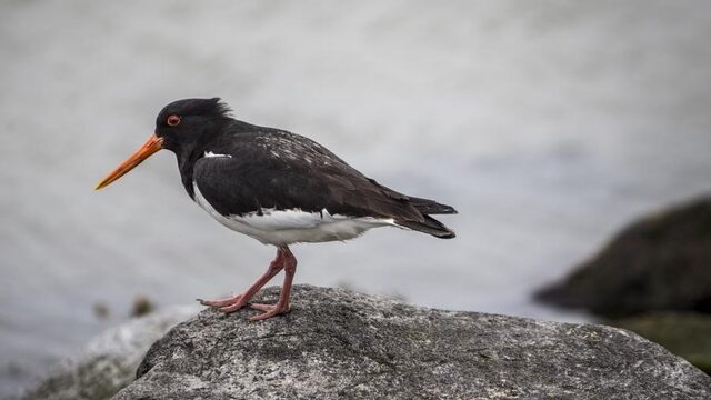 Deze Dag Toen: Waddenzee op werelderfgoedlijst