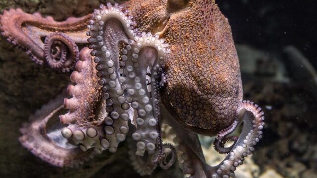Kunnen octopussen dromen?