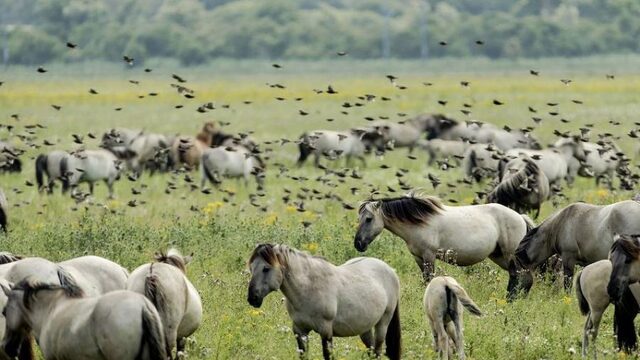 Heeft het zin om diersoorten te herintroduceren in de natuur?
