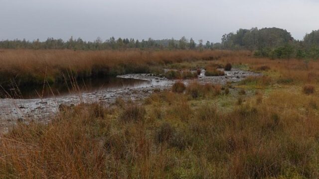 Droogte in natuur vraagt om verandering waterhuishouding