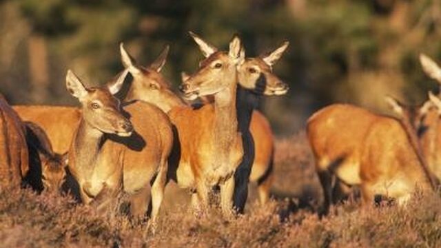 Deze Dag Toen: 'Nieuw' Nationaal Park De Hoge Veluwe