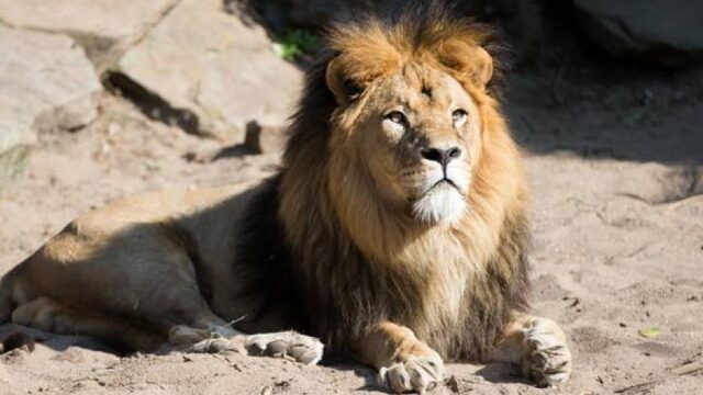 Podcast De Dag: Een lesje in matchmaken met dierentuindieren