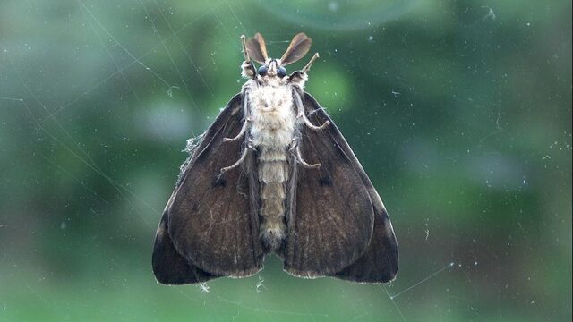 'Insecten en boeren: ze kennen geen maat en zien wel waar het schip strandt"