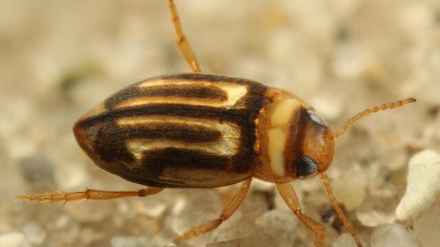 Nieuwe waterkeversoort kan tien weken onderwater blijven