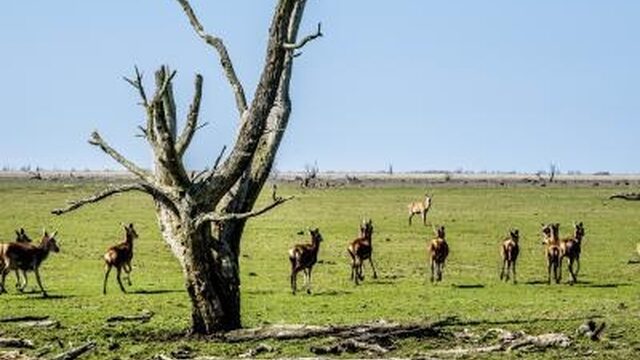 Oostvaardersplassen: begrip voor advies, maar kernvraag blijft onopgelost