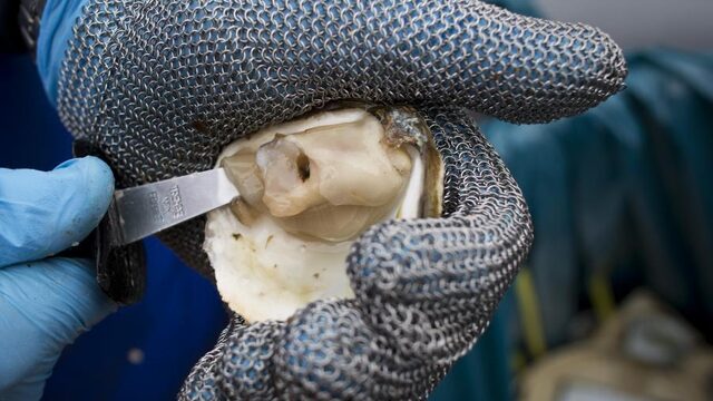 Oester terug in de Noordzee