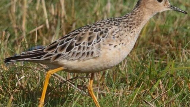 Bijzonder: blonde ruiter waait over uit Amerika